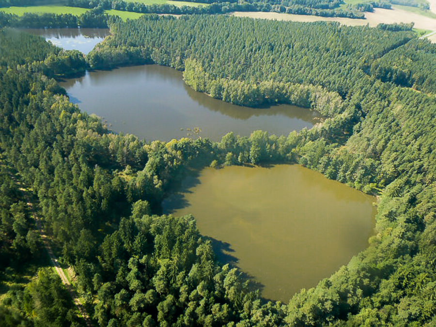 Pennewitzer Teichgebiet Karpfen Fischzucht Beauty Carps